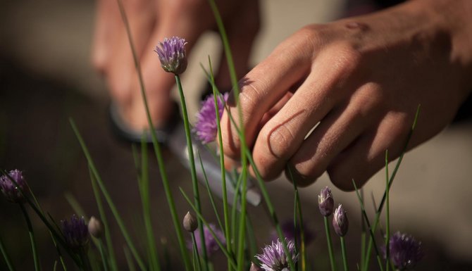 Giardino delle erbe aromatiche e officinali